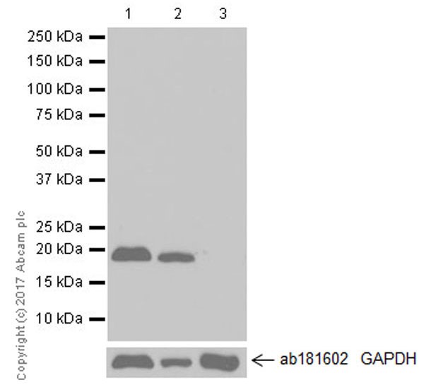 Anti-Ras (mutated Q61) antibody [EPR20278] - BSA and Azide free
