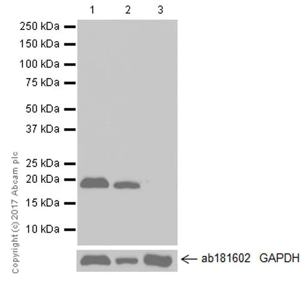 Western blot - Anti-Ras (mutated Q61) antibody [EPR20278] - BSA and Azide free (AB242415)