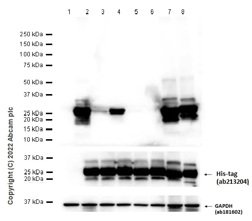 Western blot - Anti-Ras (mutated Q61) antibody [EPR20278] - BSA and Azide free (AB242415)