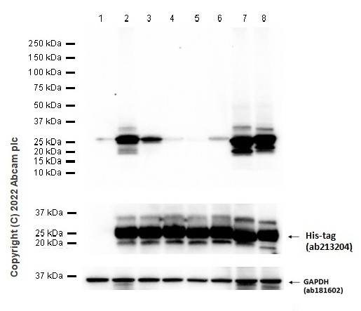 Western blot - Anti-Ras (mutated Q61R) antibody [SP174] (ab227658), expandable thumbnail