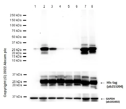 Western blot - Anti-Ras (mutated Q61R) antibody [SP174] - BSA and Azide free (AB243933)