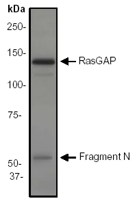 Western blot - Anti-RASA1 antibody [EP536Y] - BSA and Azide free (AB247281)