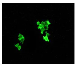 Immunocytochemistry/ Immunofluorescence - Anti-RASA1 (phospho Y460) antibody [EPR2620(2)] - BSA and Azide free (AB247875)
