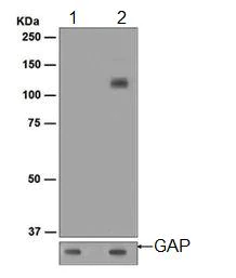 Western blot - Anti-RASA1 (phospho Y460) antibody [EPR2620(2)] - BSA and Azide free (AB247875)