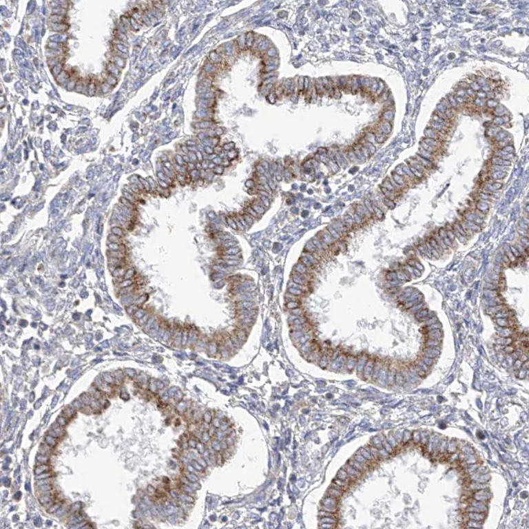 Immunohistochemistry (Formalin/PFA-fixed paraffin-embedded sections) - Anti-RASA2 antibody (AB254590)