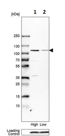 Western blot - Anti-RASA2 antibody (AB254590)