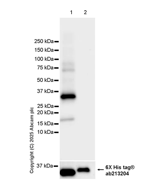 Western blot - Anti-RASA2 antibody [EPR29503-39] (AB323554)