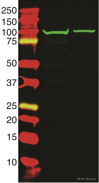 Western blot - Anti-RASA3 antibody (AB153846)