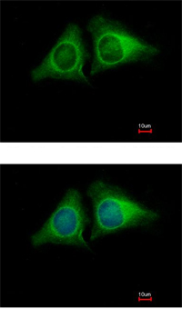 Immunocytochemistry/ Immunofluorescence - Anti-RASA4 antibody (AB151232), expandable thumbnail