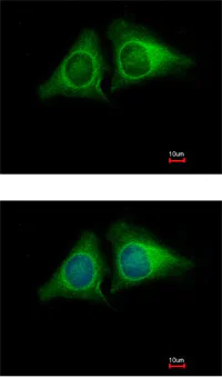 Immunocytochemistry/ Immunofluorescence - Anti-RASA4 antibody (AB151232)