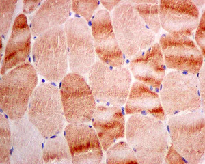 Immunohistochemistry (Formalin/PFA-fixed paraffin-embedded sections) - Anti-RASA4 antibody [EPR10515] - BSA and Azide free (AB249298)