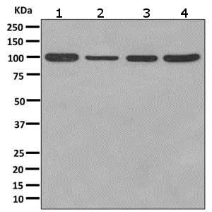 Western blot - Anti-RASA4 antibody [EPR10515] - BSA and Azide free (AB249298)