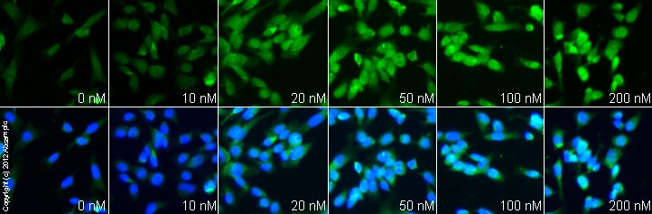 Functional Studies - Rasagiline mesylate, MAO-B inhibitor (AB120236), expandable thumbnail