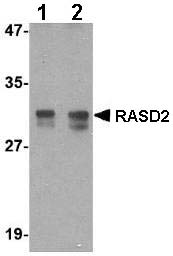 Western blot - Anti-RASD2 antibody (AB67277)