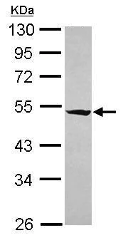 Western blot - Anti-RASGEF1A antibody (AB229272)