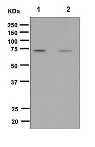 Western blot - Anti-RASGRP3 (phospho T133) antibody [EPNCIR148] (AB124823)