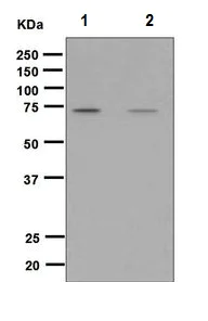 Western blot - Anti-RASGRP3 (phospho T133) antibody [EPNCIR148] (AB124823)