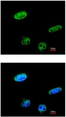 Immunocytochemistry/ Immunofluorescence - Anti-RASSF1 antibody (AB97749)
