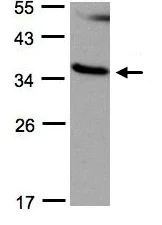 Western blot - Anti-RASSF1 antibody (AB97749)