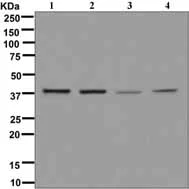 Western blot - Anti-RASSF1 antibody [EPR7127] - BSA and Azide free (AB248174)