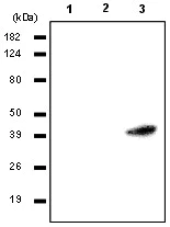 Western blot - Anti-RASSF1a antibody [3F3] (AB23950)