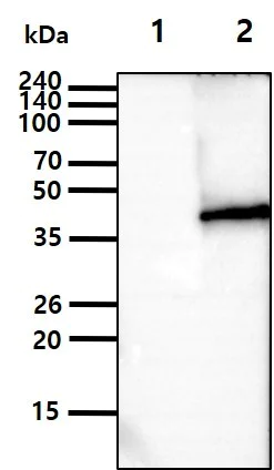 Western blot - Anti-RASSF1a antibody [3F3] (AB23950)