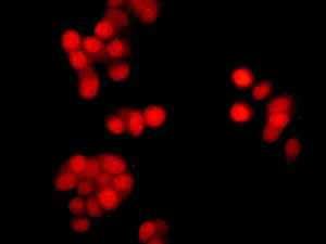 Immunocytochemistry/ Immunofluorescence - Anti-RASSF8 antibody [EPR10239(2)] - BSA and Azide free (AB249890)