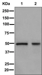 Western blot - Anti-RASSF8 antibody [EPR10239(2)] - BSA and Azide free (AB249890)