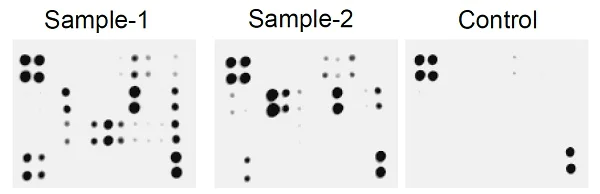 Multiplex Protein Detection - Rat AKI Antibody Array - Membrane (7 Targets) (AB193654)