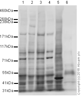 Western blot - Rat brain normal tissue lysate - membrane extract (AB29473)