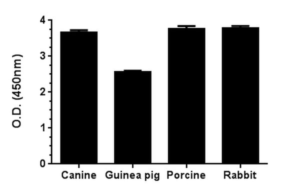 Sandwich ELISA - Rat CKM ELISA Kit (AB187396)