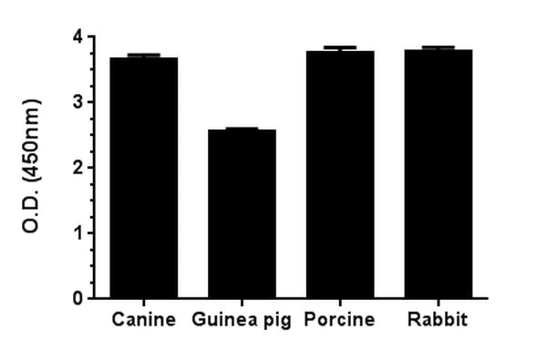 Sandwich ELISA - Rat CKM ELISA Kit (AB187396)