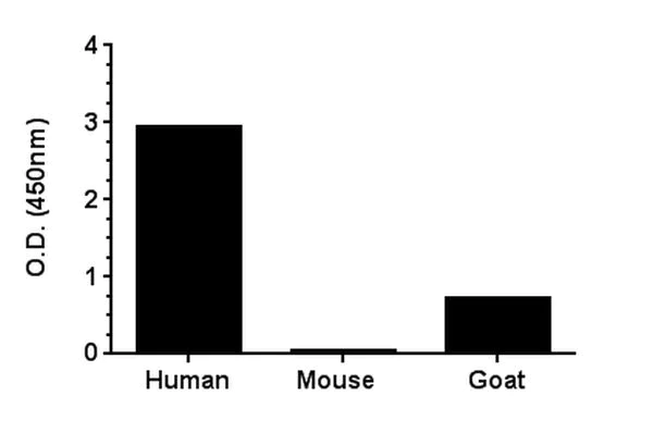 Sandwich ELISA - Rat CKM ELISA Kit (AB187396)
