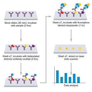 Multiplex Protein Detection - Rat Cytokine Antibody Array A (10 Targets) - Quantitative (AB197481), expandable thumbnail