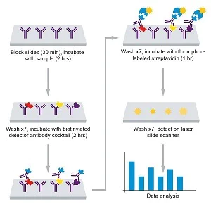 Multiplex Protein Detection - Rat Cytokine Antibody Array A (10 Targets) - Quantitative (AB197481)