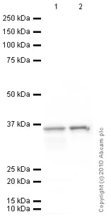 Western blot - Rat eye tissue lysate - total protein (AB4035)