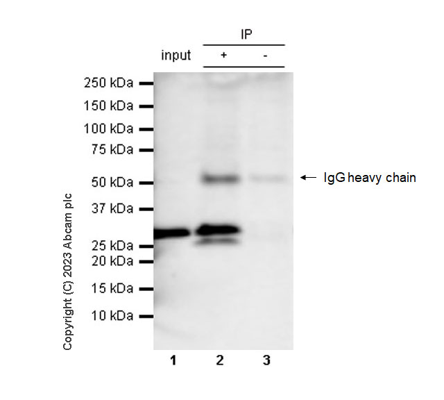 Immunoprecipitation - Rat IgG2b, kappa monoclonal [RTK4530] - Isotype control (AB18541), expandable thumbnail