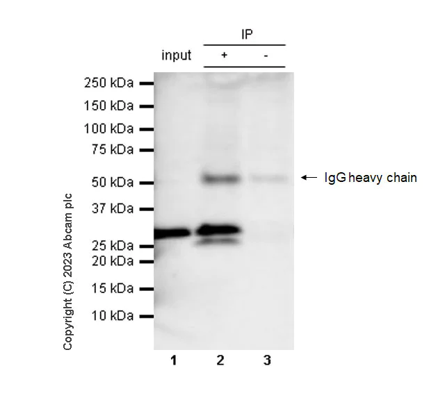 Immunoprecipitation - Rat IgG2b, kappa monoclonal [RTK4530] - Isotype control (AB18541)