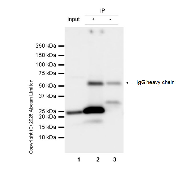 Immunoprecipitation - Rat IgG2b, kappa monoclonal [RTK4530] - Isotype control (AB18541), expandable thumbnail