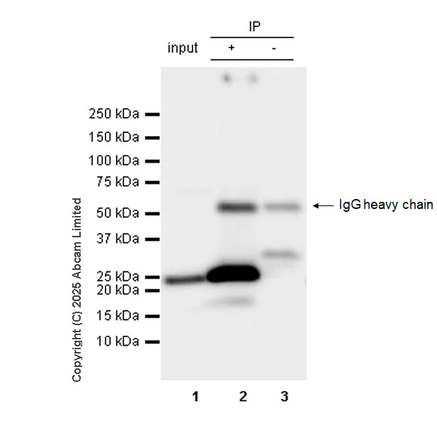 Immunoprecipitation - Rat IgG2b, kappa monoclonal [RTK4530] - Isotype control (AB18541)