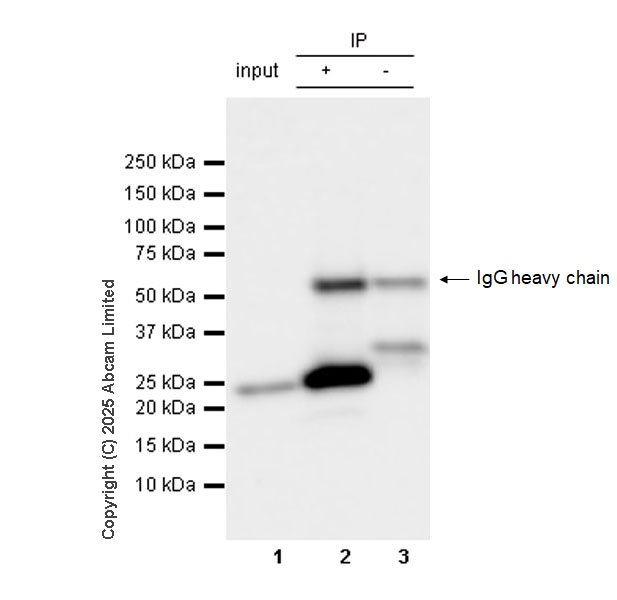 Immunoprecipitation - Rat IgG2b, kappa monoclonal [RTK4530] - Isotype control (AB18541), expandable thumbnail