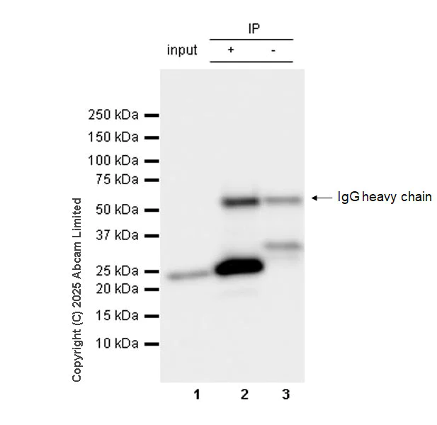 Immunoprecipitation - Rat IgG2b, kappa monoclonal [RTK4530] - Isotype control (AB18541)