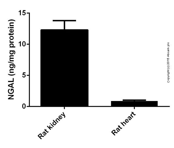 Sandwich ELISA - Rat Lipocalin-2 ELISA Kit (NGAL) (AB119602)