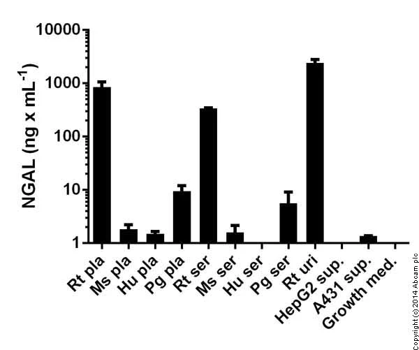 Sandwich ELISA - Rat Lipocalin-2 ELISA Kit (NGAL) (AB119602)