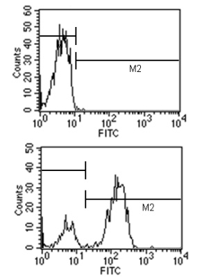 Flow Cytometry - Rat monoclonal [SB77e] Anti-Mouse IgG1 (Biotin), pre-adsorbed (AB99604), expandable thumbnail