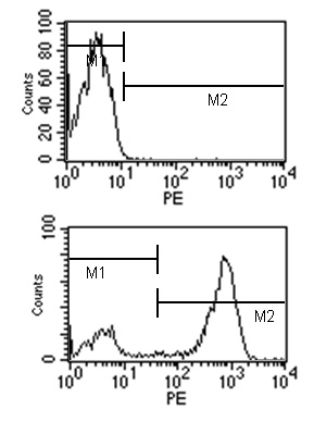 Flow Cytometry - Rat monoclonal [SB77e] Anti-Mouse IgG1 H&L (PE) preadsorbed (AB99605), expandable thumbnail