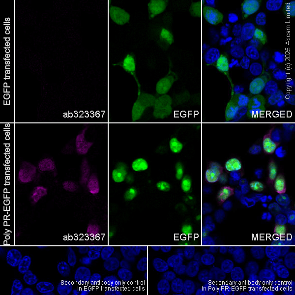 Immunocytochemistry/ Immunofluorescence - Anti-Rat Poly PR antibody [PERA534G] (AB323367), expandable thumbnail