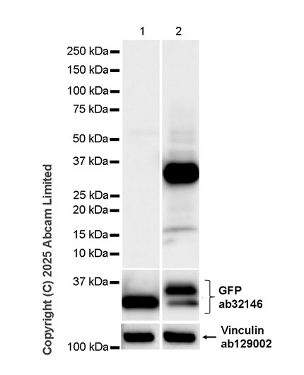 Western blot - Anti-Rat Poly PR antibody [PERA534G] (AB323367), expandable thumbnail