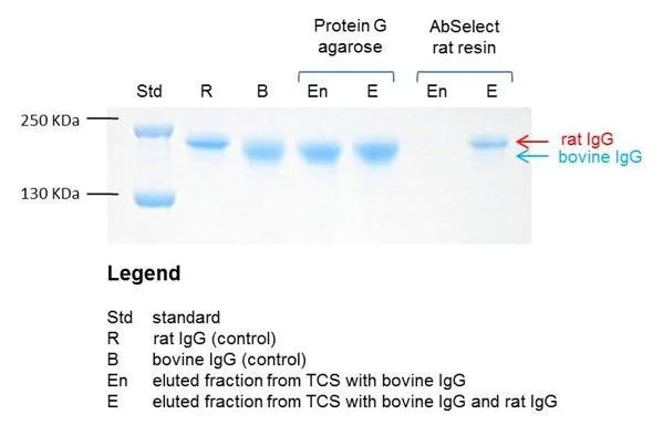 Affinity Purification - Rat TCS Antibody Purification Kit (AB270562)