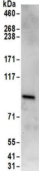 Immunoprecipitation - Anti-RAVER1 antibody (AB157131)